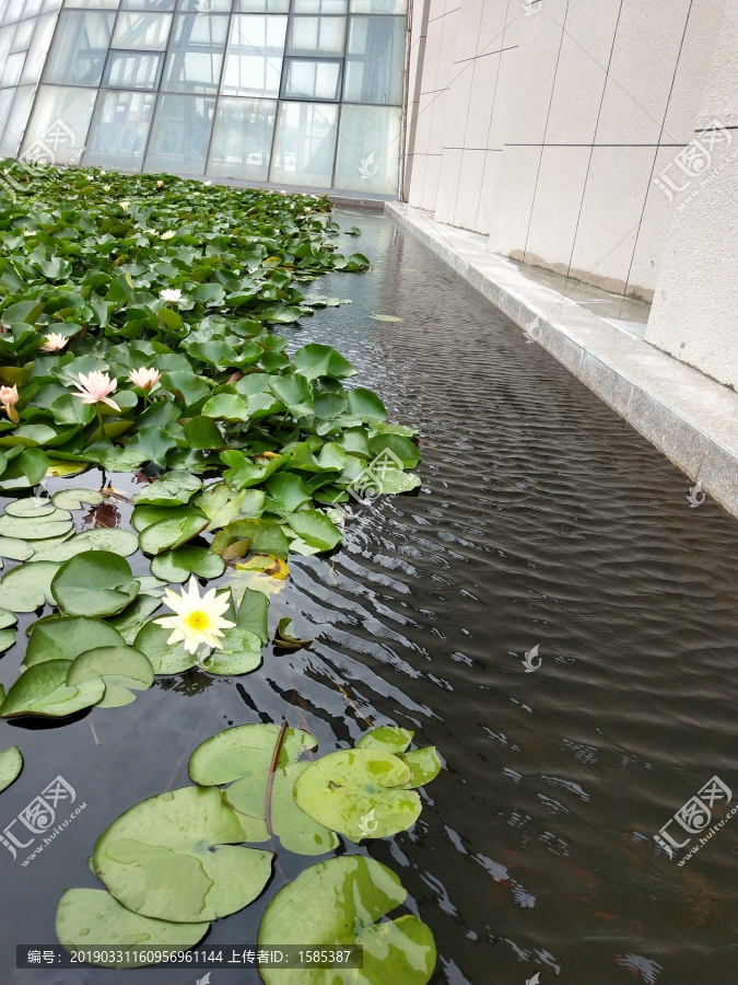 池塘