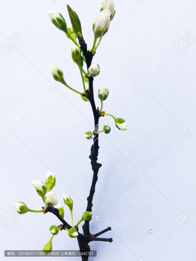 白花树枝