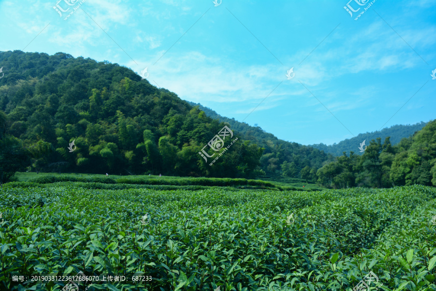 龙井茶园