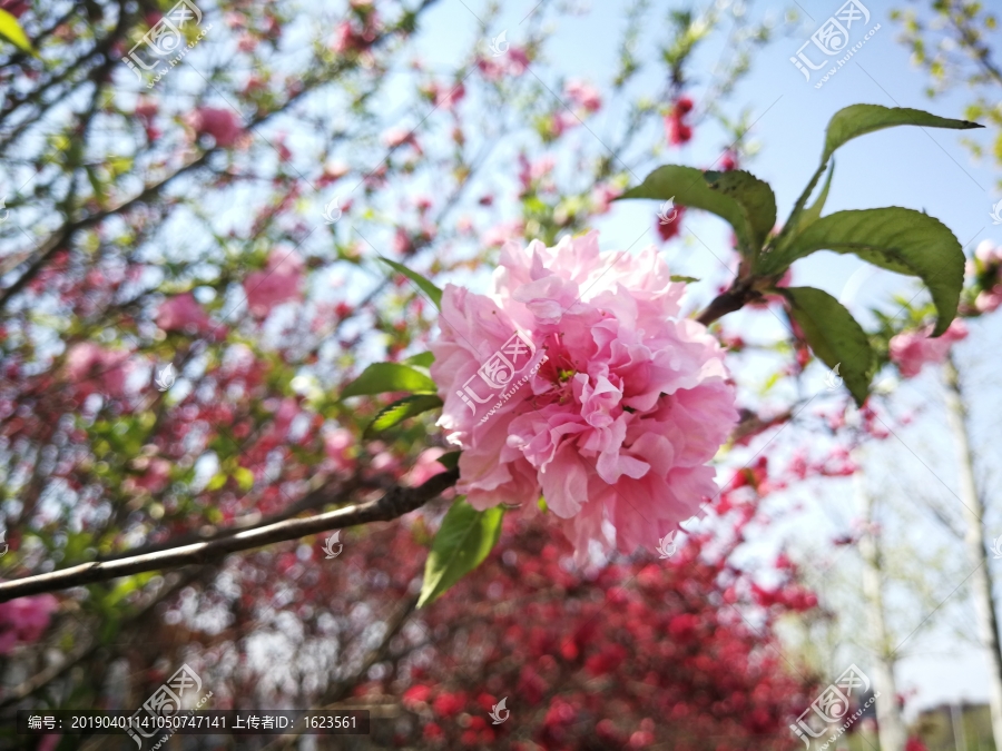 春天的花朵