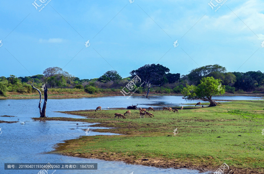 非洲大草原河畔的动物