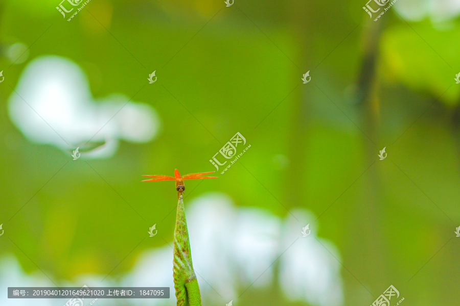 荷尖红蜻蜓