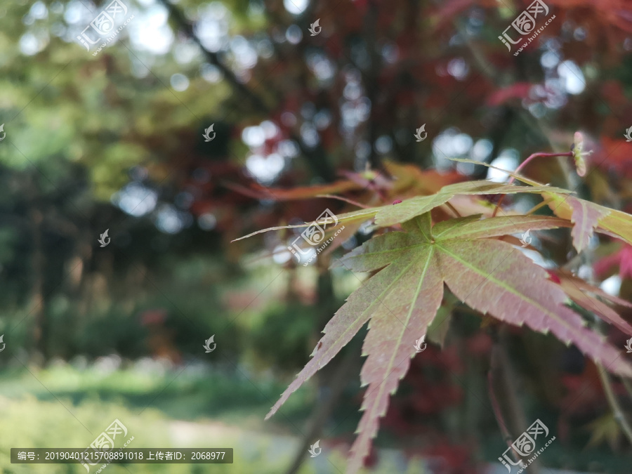 植物