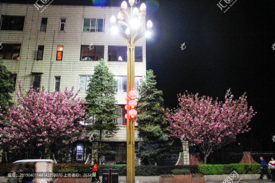 夜晚路灯下的樱花树