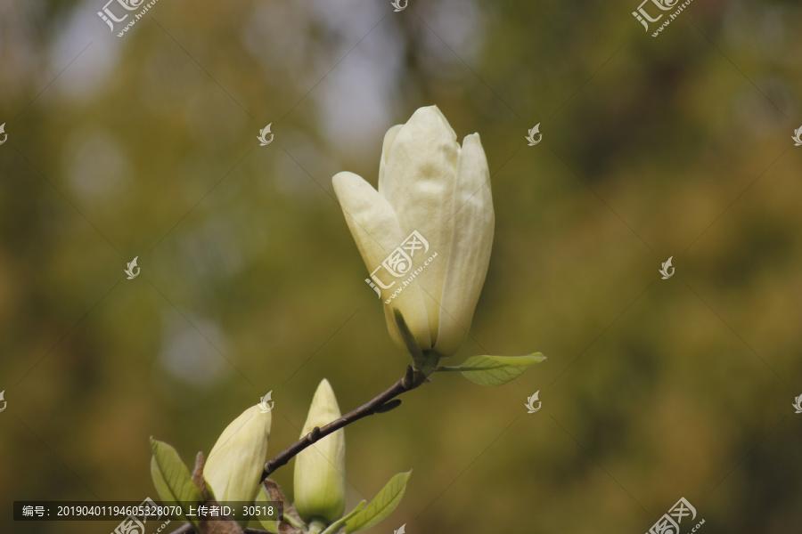 黄色的玉兰花