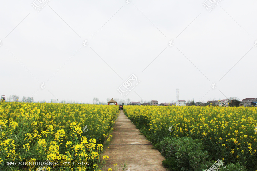 油菜花