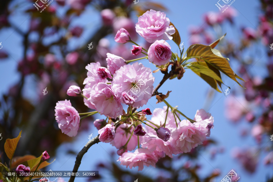 樱花