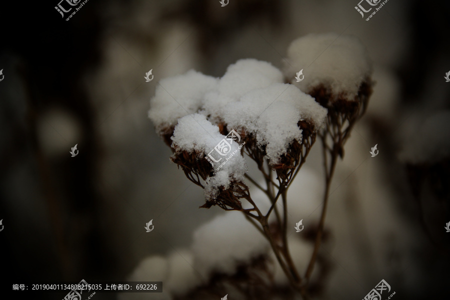 雪上枝头