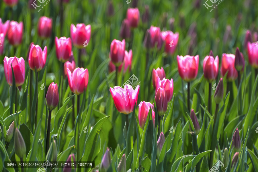 郁金香花田