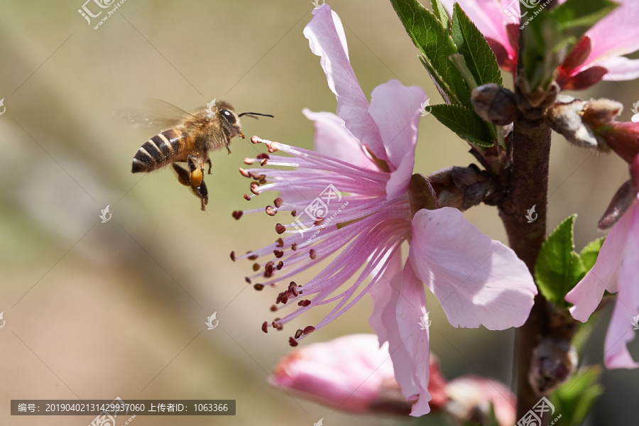 蜜蜂采蜜