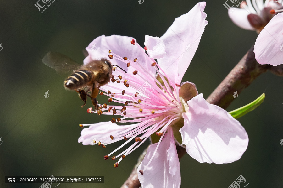 蜜蜂采蜜