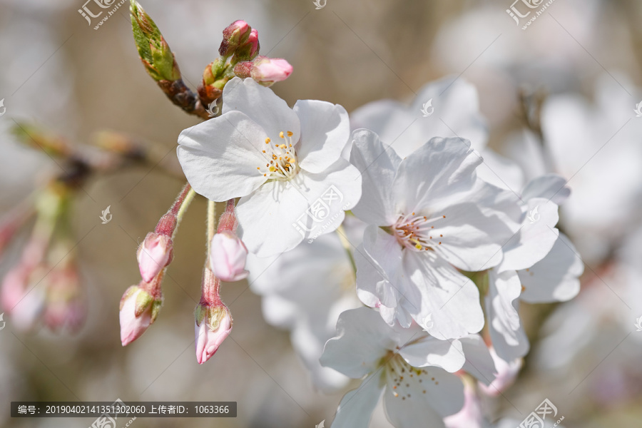 樱花