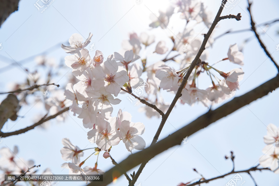 樱花