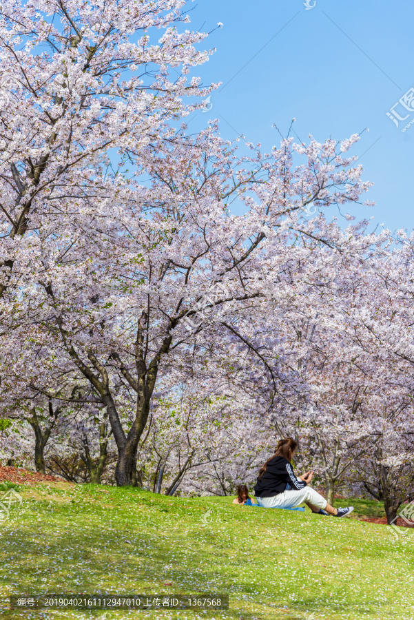 樱花观赏