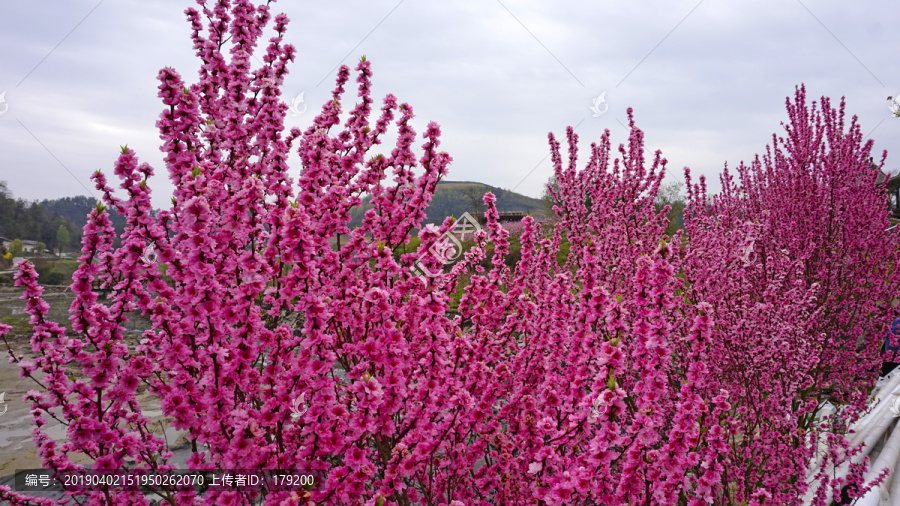 樱花树