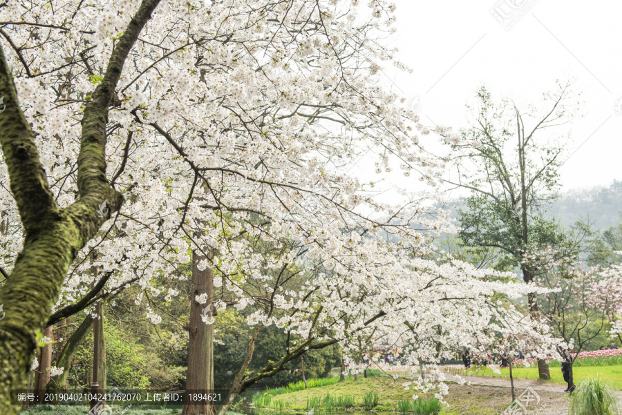 樱花树