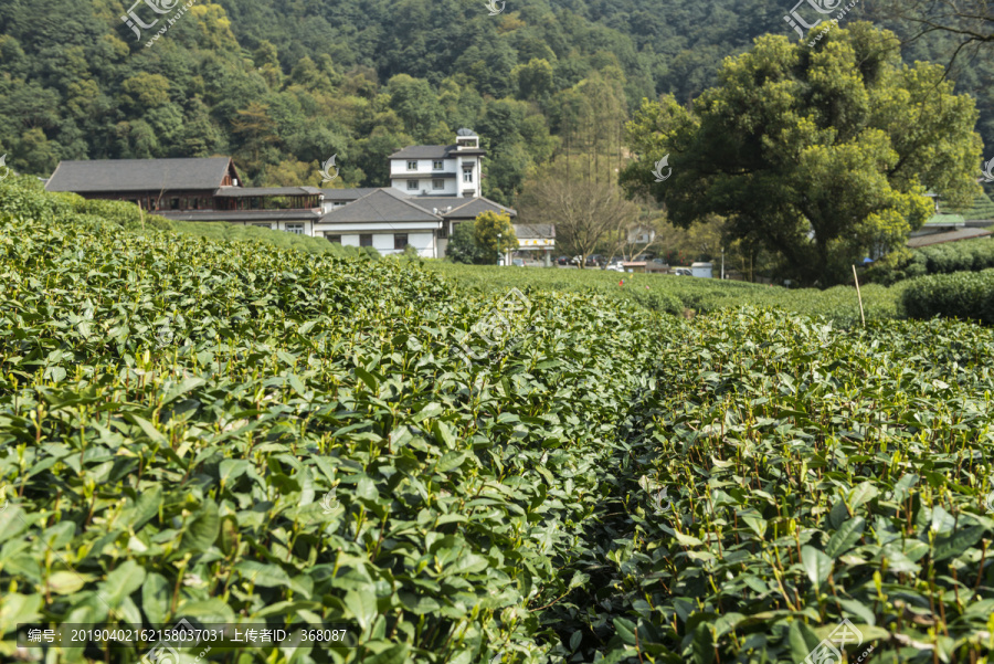 梅家坞茶山