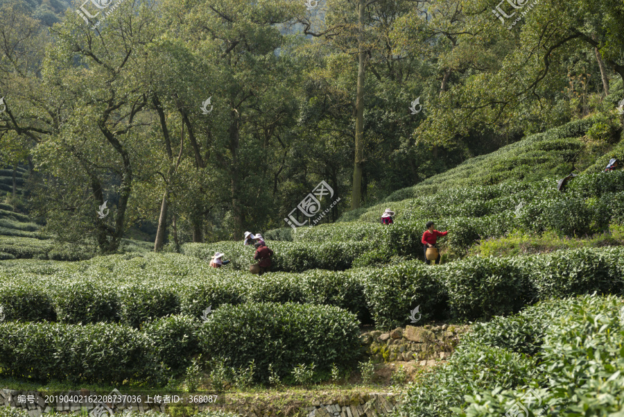 梅家坞茶山