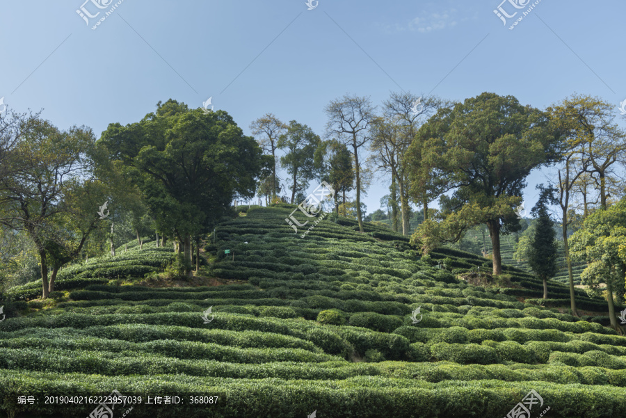 梅家坞茶山