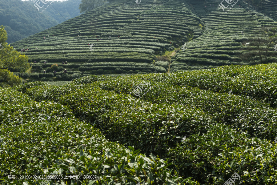 梅家坞茶山