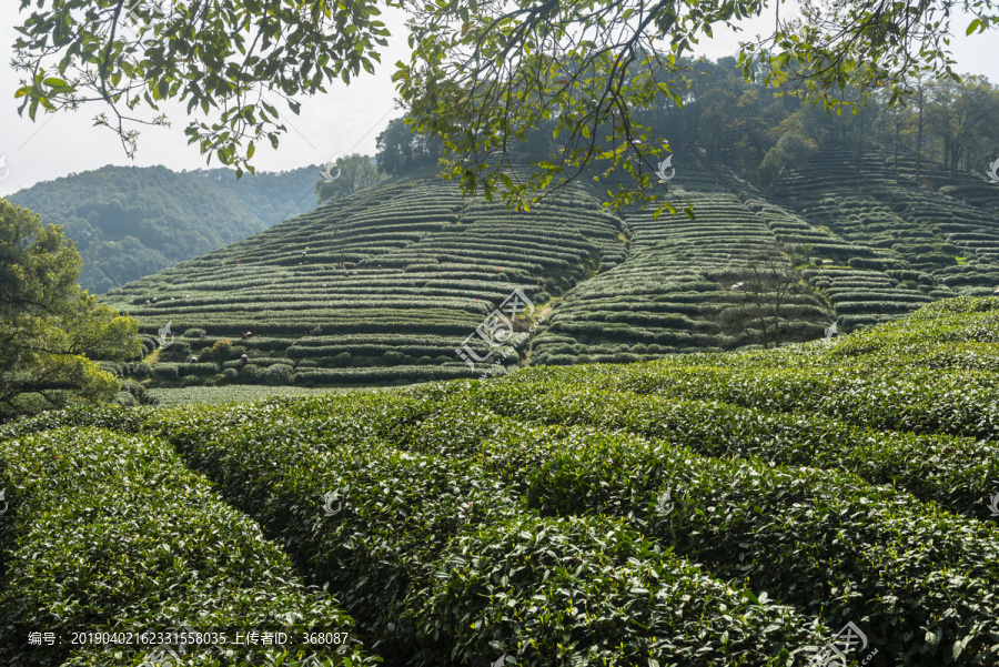 梅家坞茶山