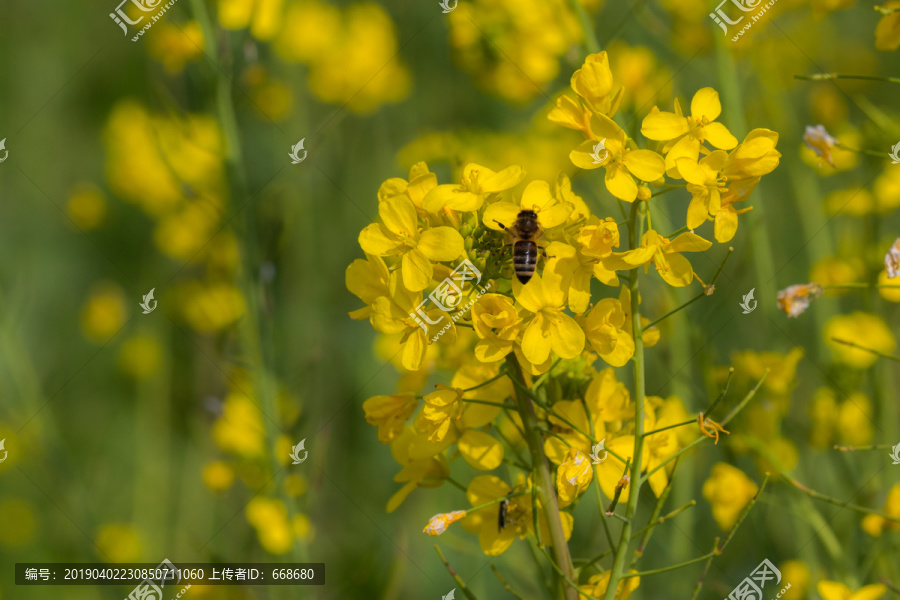 油菜花