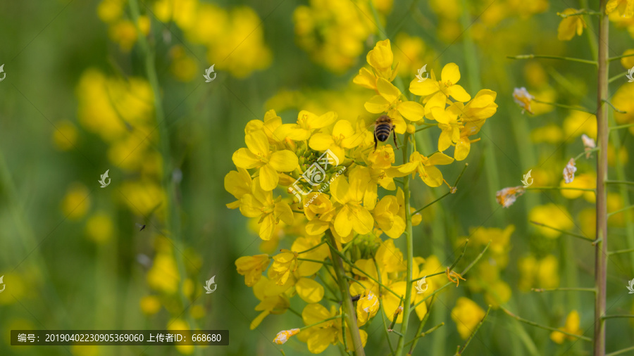 油菜花