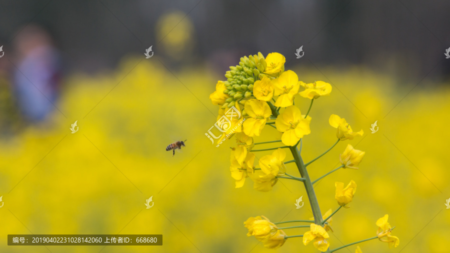 油菜花