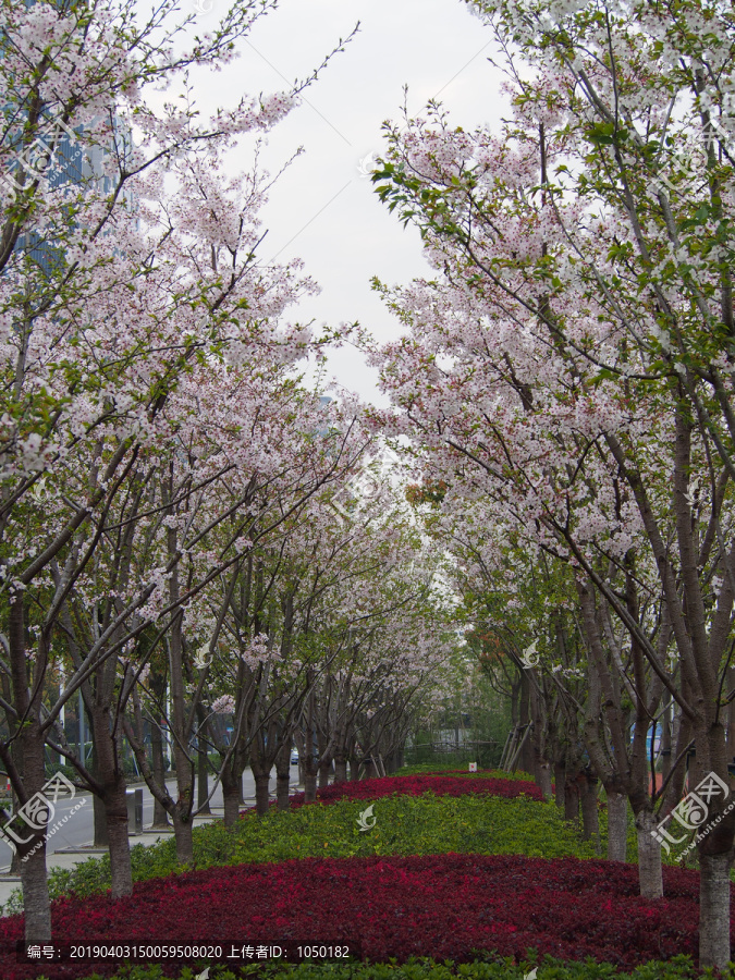 景观园林樱花林