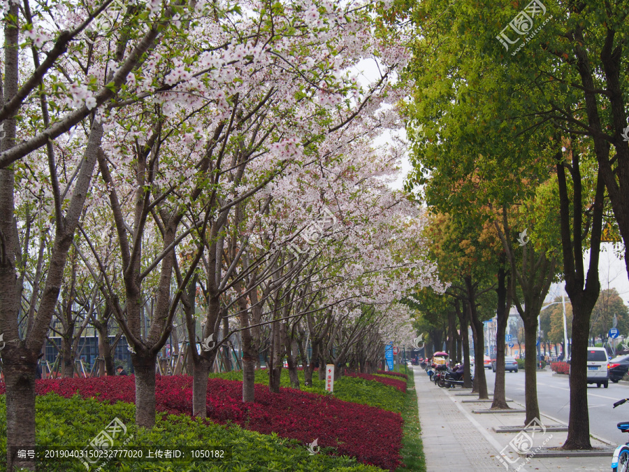 景观园林樱花林