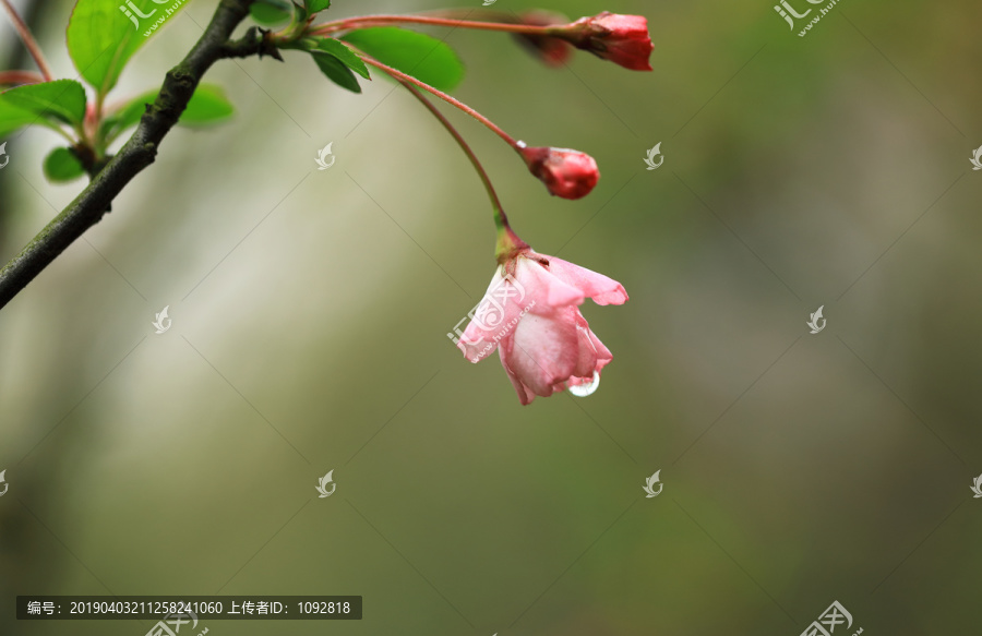 樱花特写