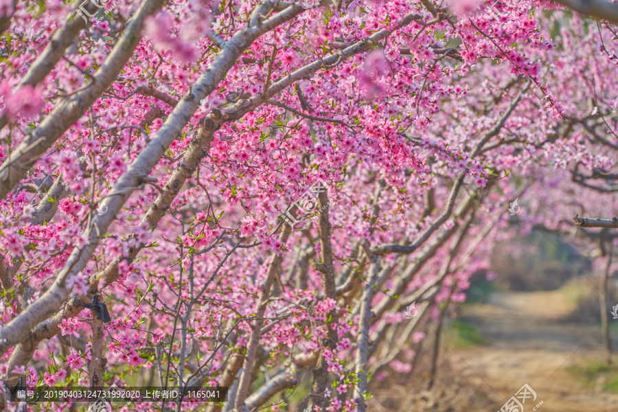 桃花隧道