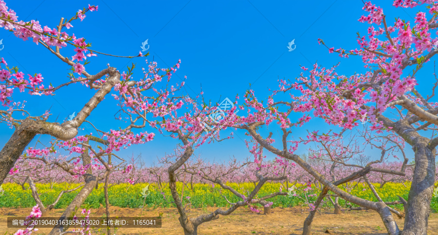 桃花和油菜花