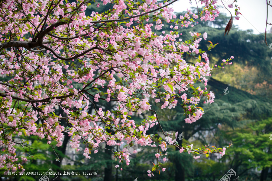 海棠花