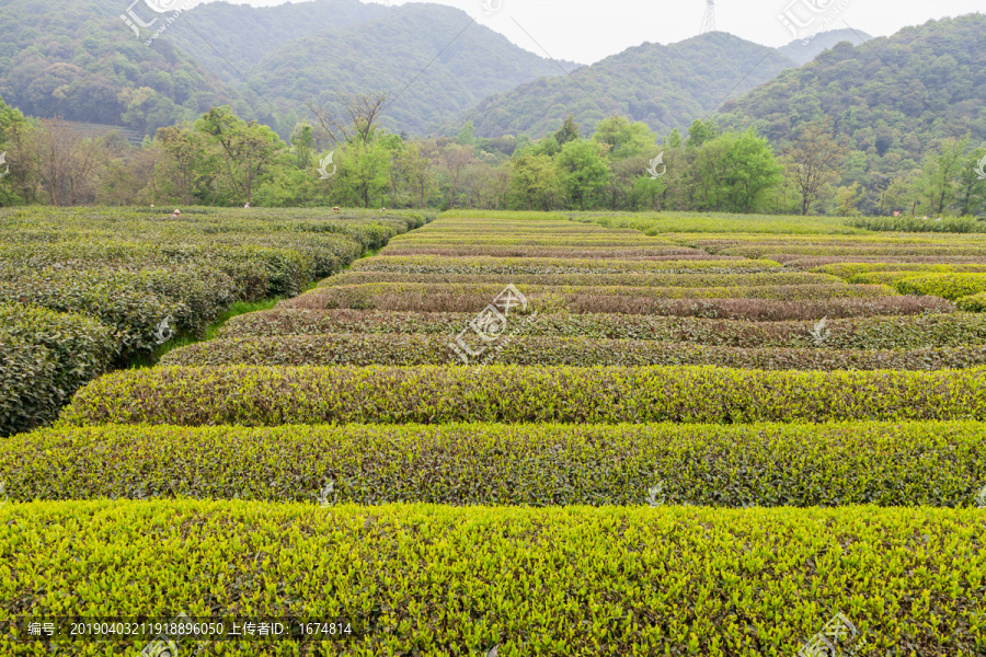 茶山