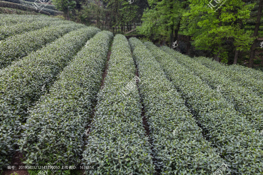 茶山