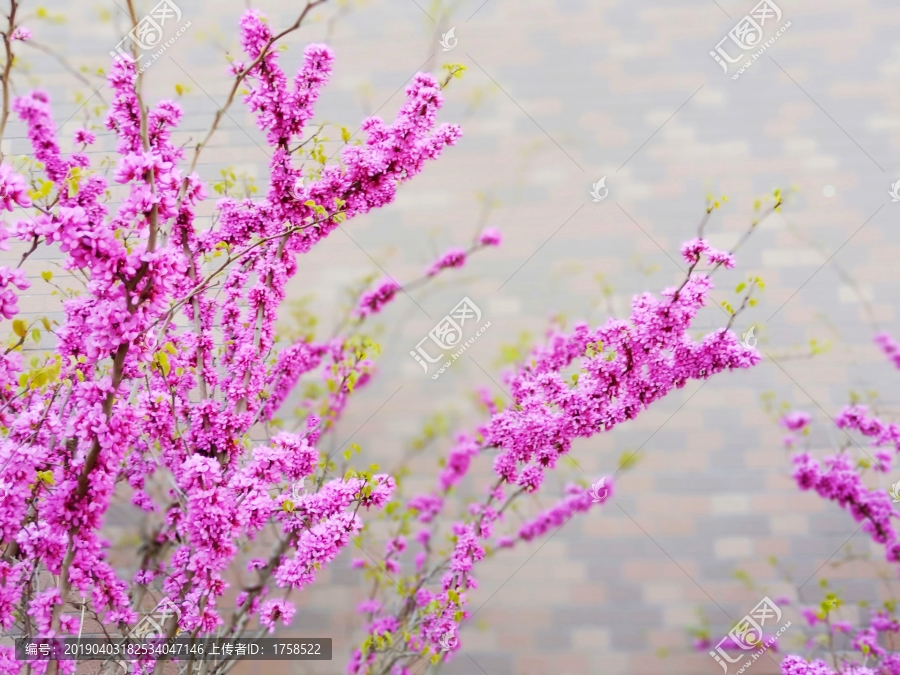 小区紫荆花