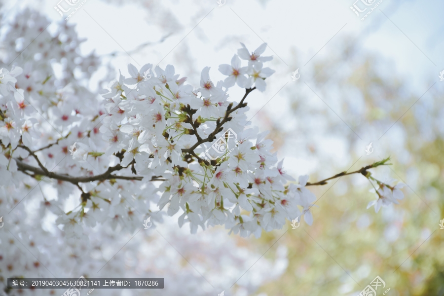 春天的花