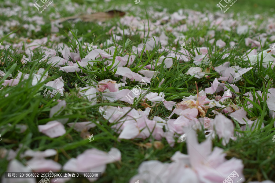 落英缤纷樱花