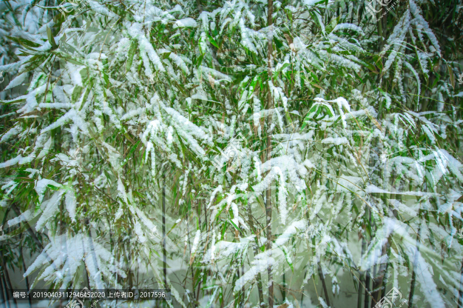 冰雪竹林