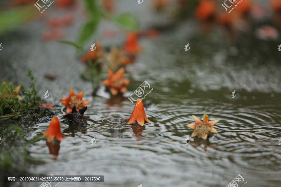 石榴花