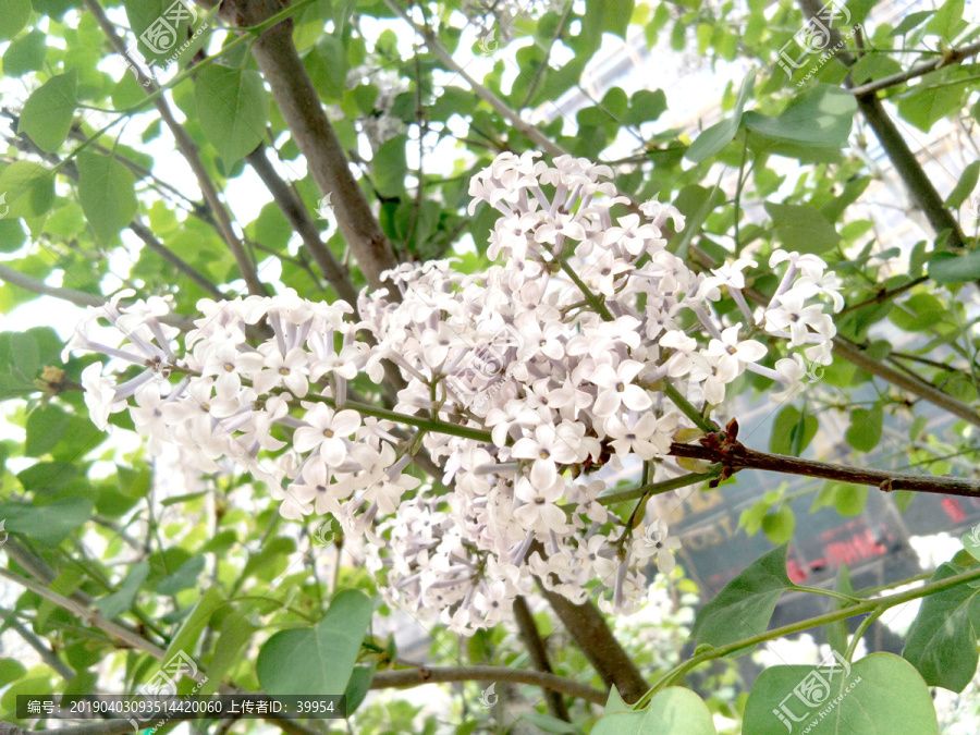 春天里白色的花丁香花