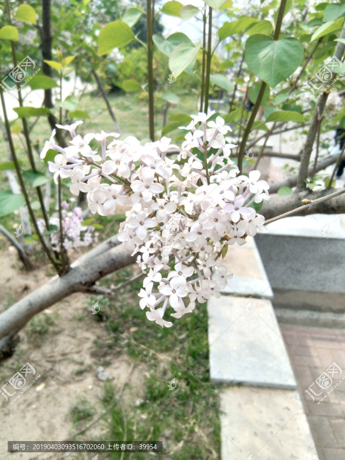 春天白色丁香花