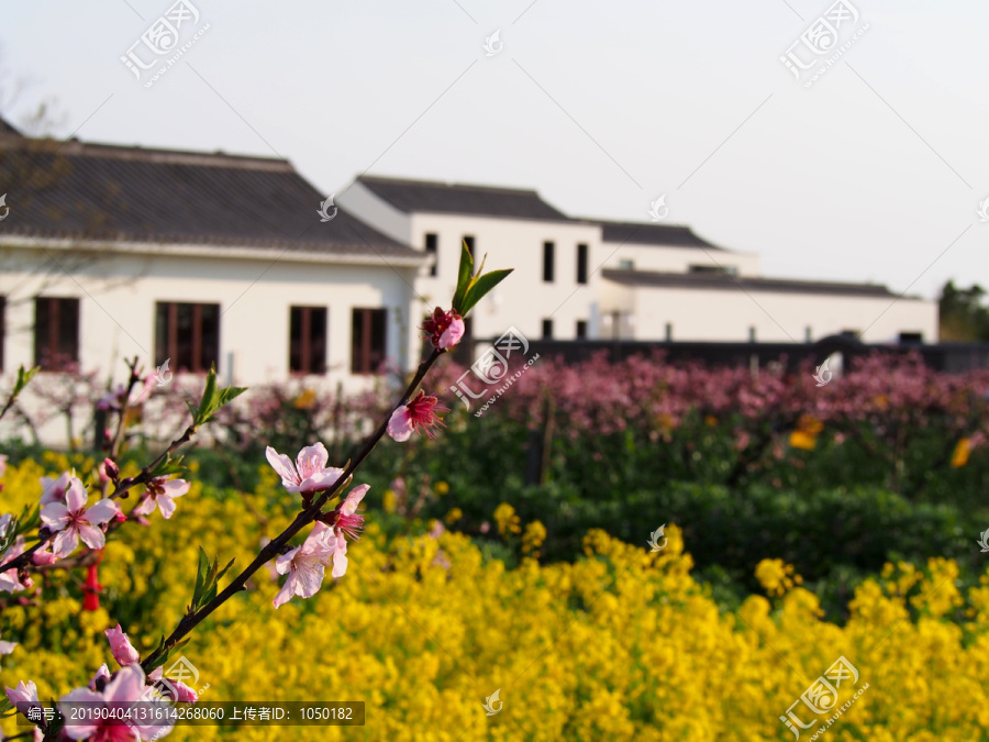 桃花源里人家