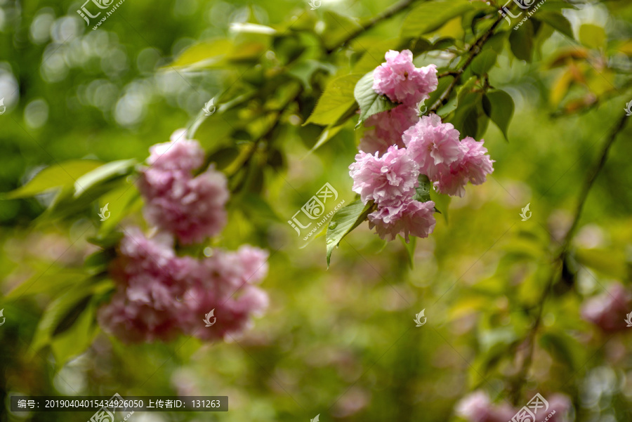 粉色樱花