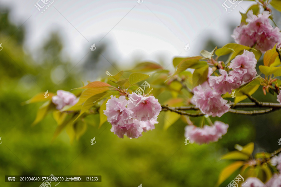 粉色樱花