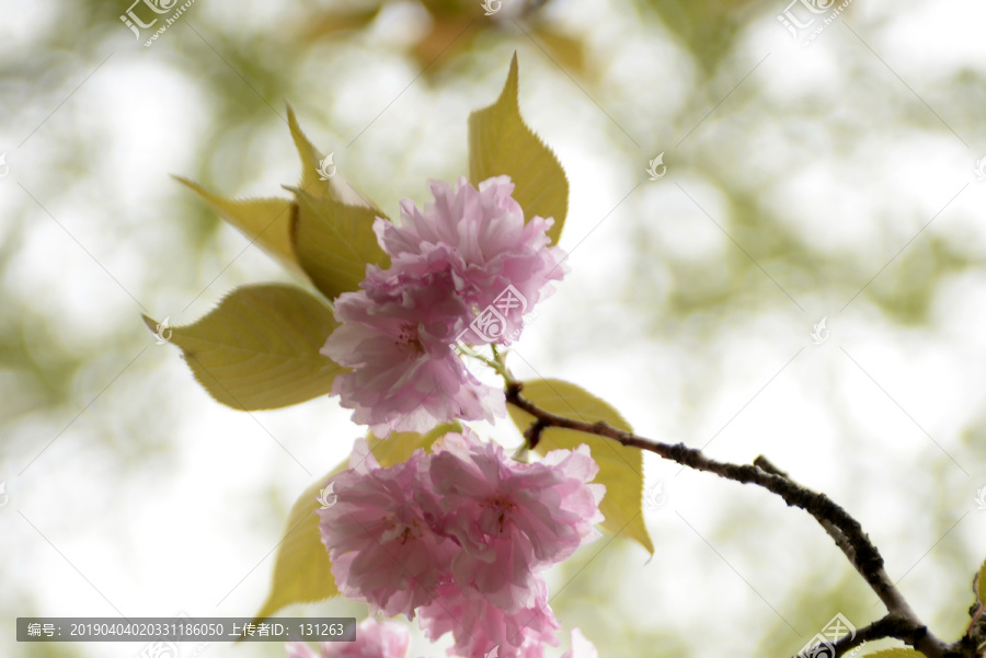 粉色樱花