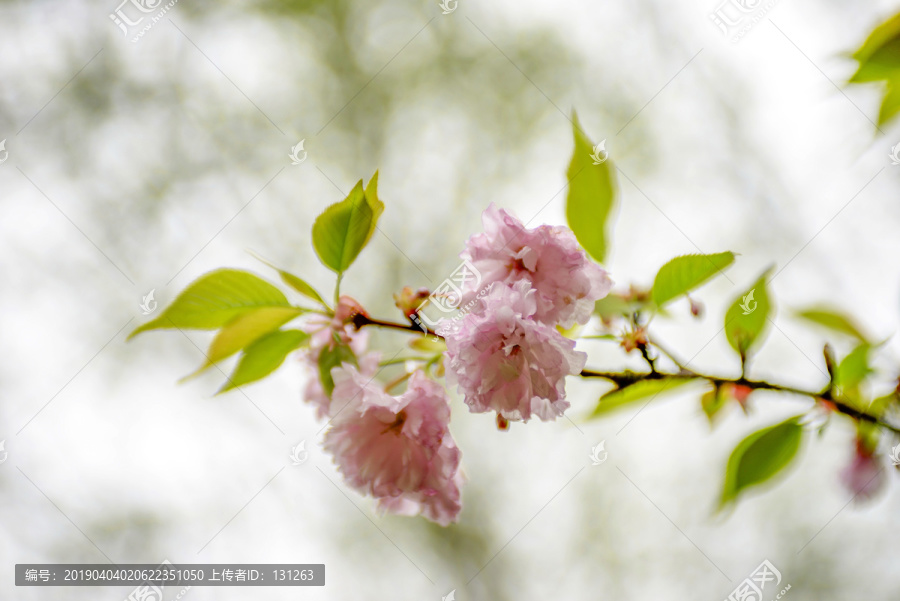 粉色日本樱花