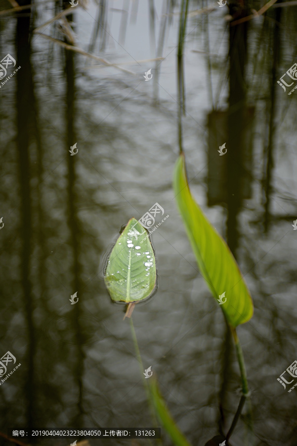 叶片上的水珠