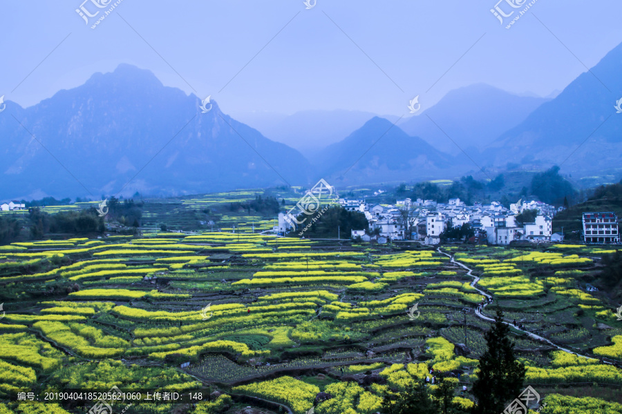 江南山村油菜花